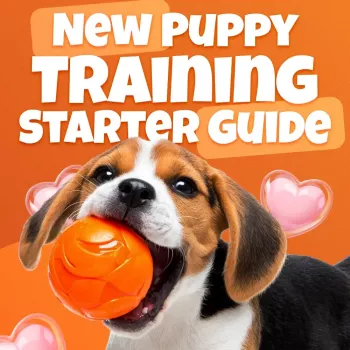 Training a 12-Week-Old Puppy: How Hard Is It?