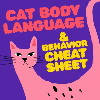 Cat Language for “I Love You”: Slow Blinks & Trust